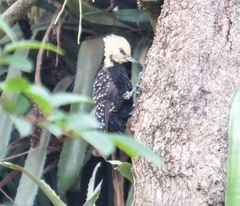 Celeus flavescens flavescens