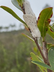 Spilosoma congrua