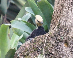 Celeus flavescens flavescens