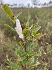 Spilosoma congrua