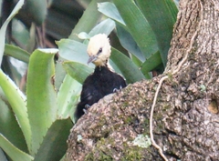 Celeus flavescens flavescens