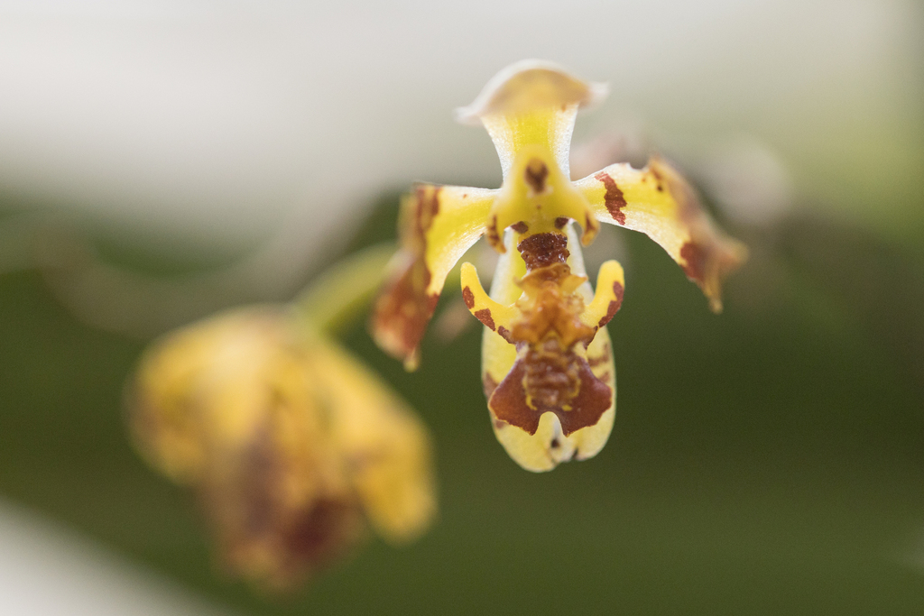 Gomesa riograndensis