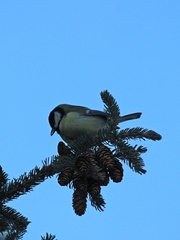 Parus major