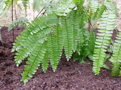 Adiantum polyphyllum