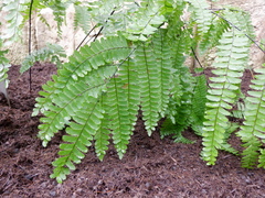 Adiantum polyphyllum