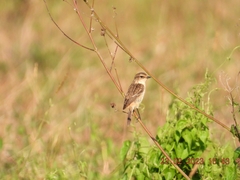 Saxicola stejnegeri