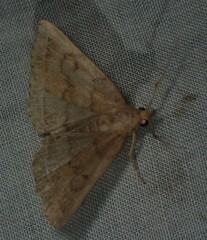 Zanclognatha jacchusalis