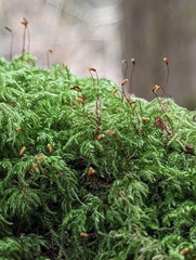 Pseudisothecium myosuroides