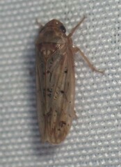 Ponana rubida