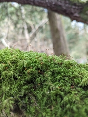 Pseudisothecium myosuroides