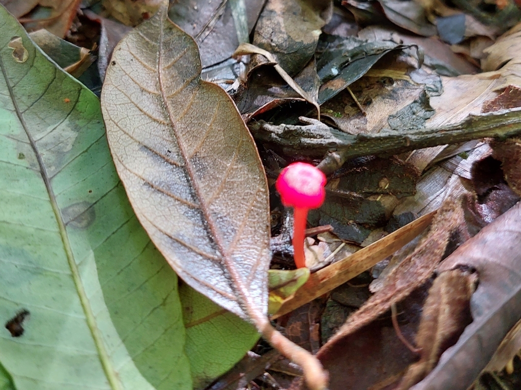 Hygrocybe miniata · February 2023 · photo: © danielsd (iNaturalist, cc-by-nc)