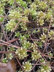 Sphagnum perichaetiale