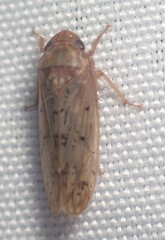 Ponana rubida