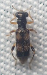 Phyllobaenus pallipennis