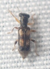 Phyllobaenus pallipennis