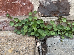 Cymbalaria muralis