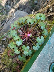 Geranium lucidum