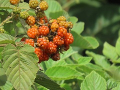 Rubus apetalus