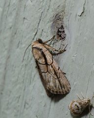 Sympistis badistriga