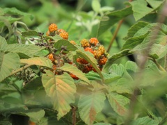 Rubus apetalus