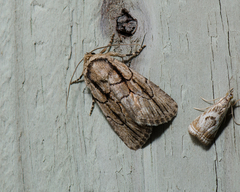 Sympistis badistriga