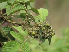 Rubus apetalus