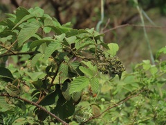 Rubus apetalus