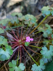 Geranium lucidum