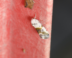 Ponometia candefacta
