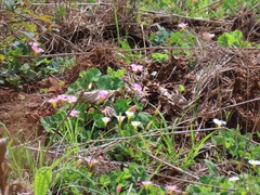 Oxalis obliquifolia