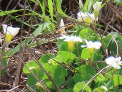Oxalis obliquifolia
