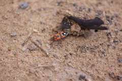 Lygaeus equestris equestris