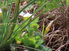 Oxalis obliquifolia