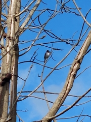 Sporophila nigricollis