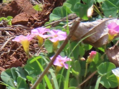 Oxalis obliquifolia