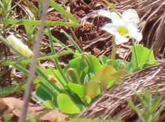 Oxalis obliquifolia