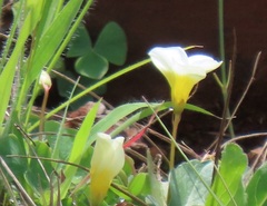 Oxalis obliquifolia