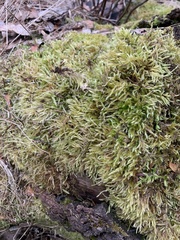 Brachythecium rutabulum