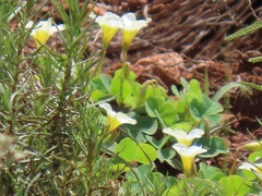 Oxalis obliquifolia