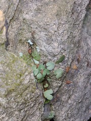 Pellaea atropurpurea