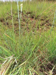 Helichrysum cephaloideum