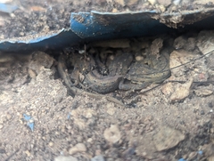 Lissotriton vulgaris