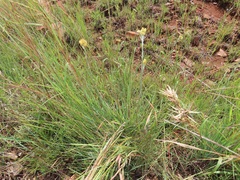 Helichrysum cephaloideum