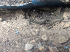 Lissotriton vulgaris