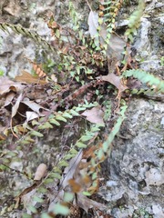 Asplenium resiliens