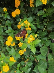 Anartia fatima colima