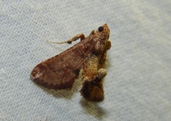 Pyralinae