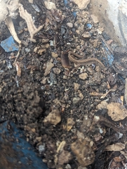 Lissotriton vulgaris