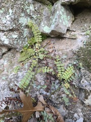 Asplenium resiliens