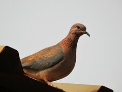 Streptopelia senegalensis